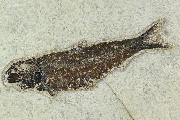 Fossil Fish (Knightia) - Green River Formation #129766